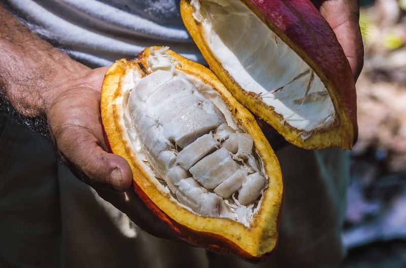Chocolate Comes From a Fruit