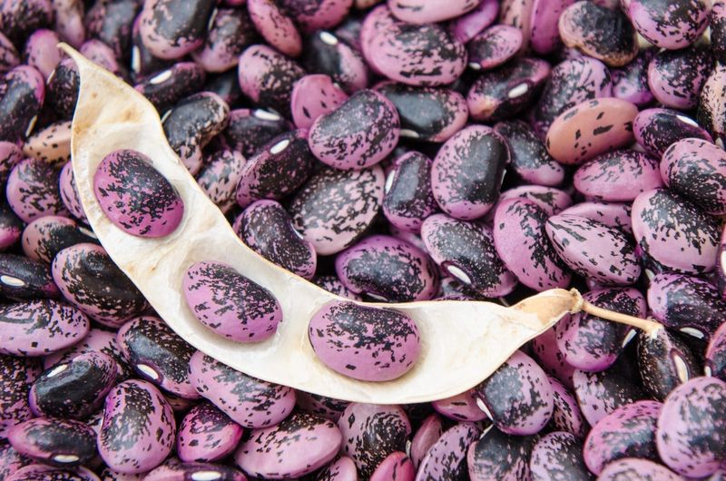 Scarlet Runner Bean