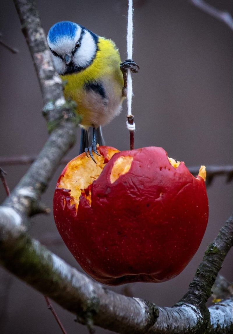 Apples