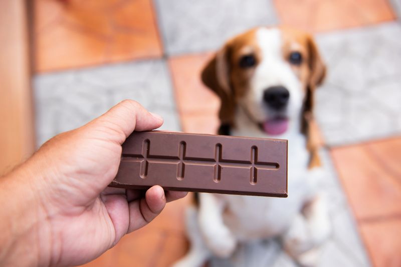 Chocolate Can Be Toxic to Dogs