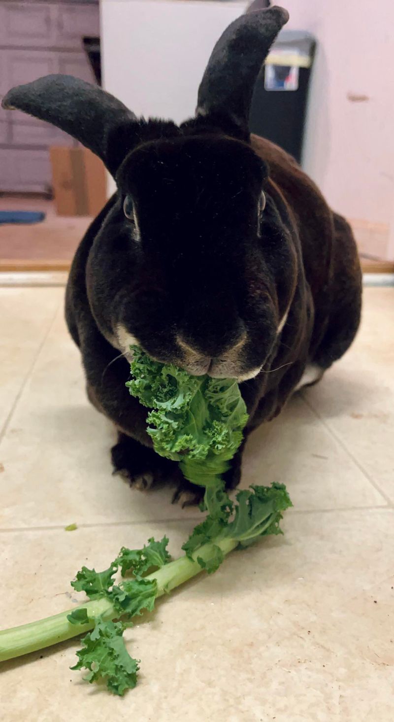 Kale