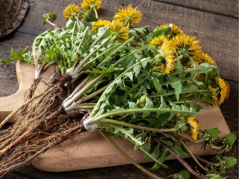 Dandelion Greens