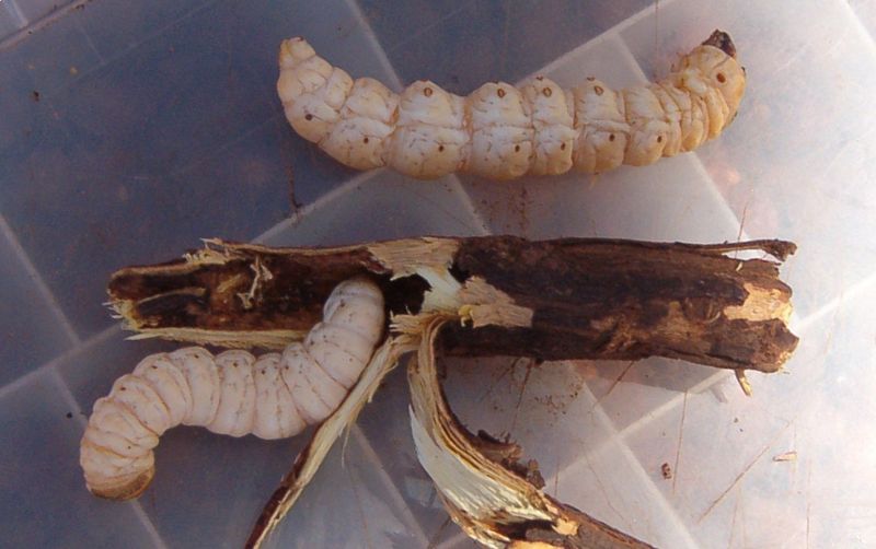 Witchetty Grub – Wood-Boring Larvae (Australia)