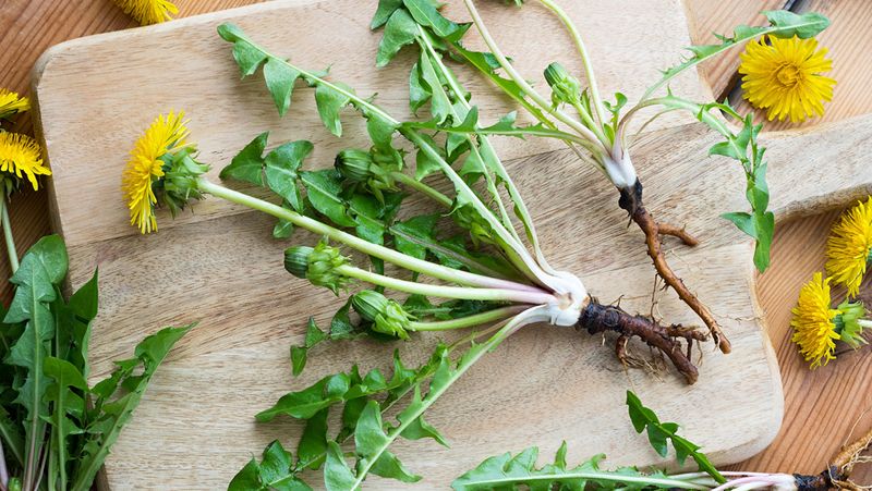 Dandelion Greens