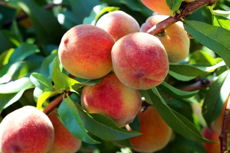 Peaches