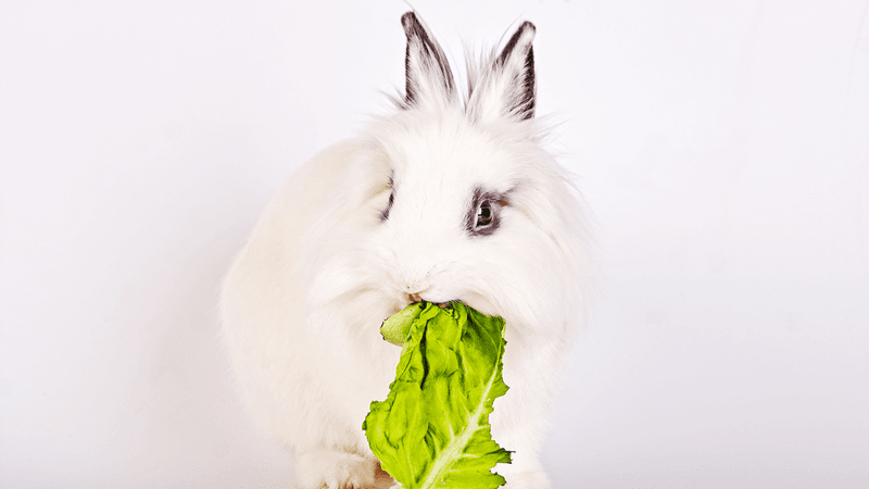 Romaine Lettuce