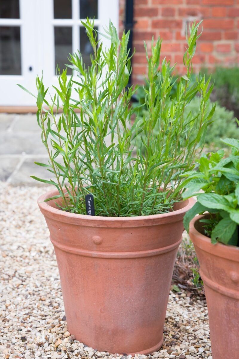 Tarragon