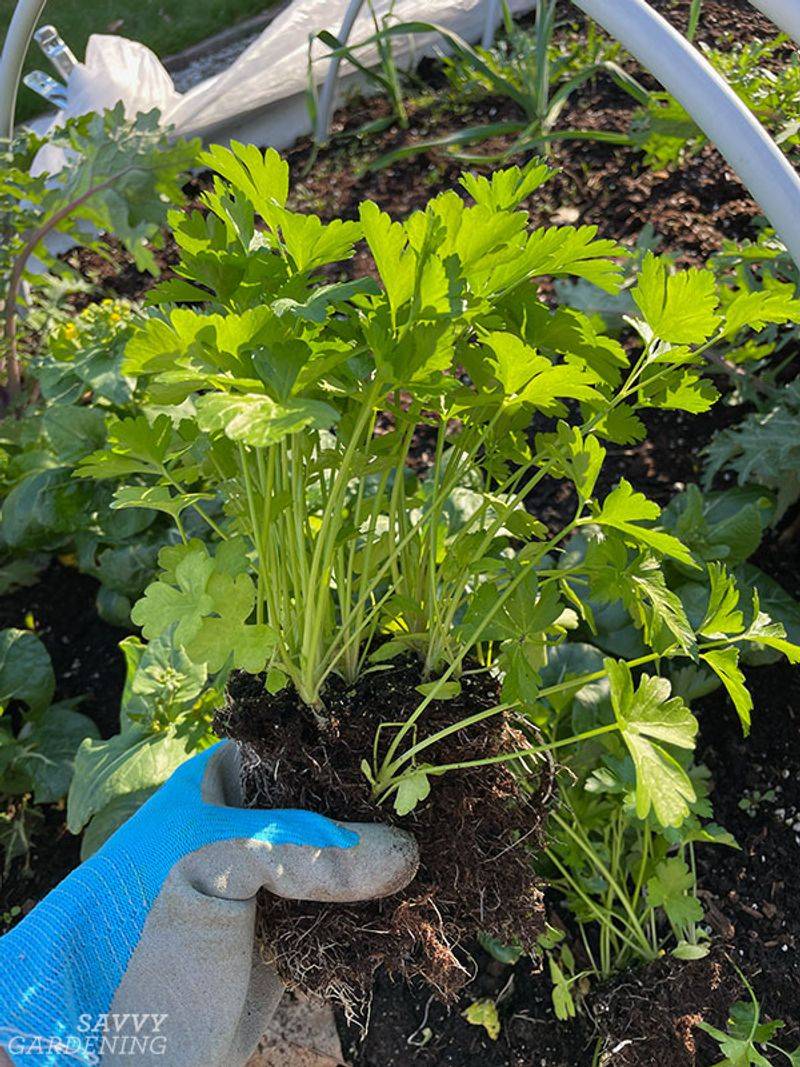 Parsley