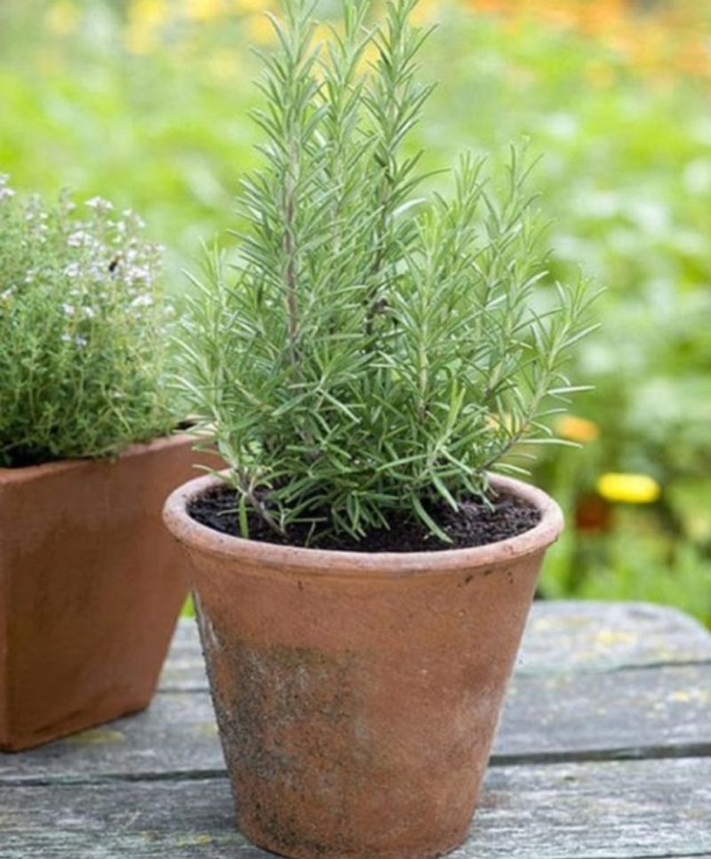 Rosemary