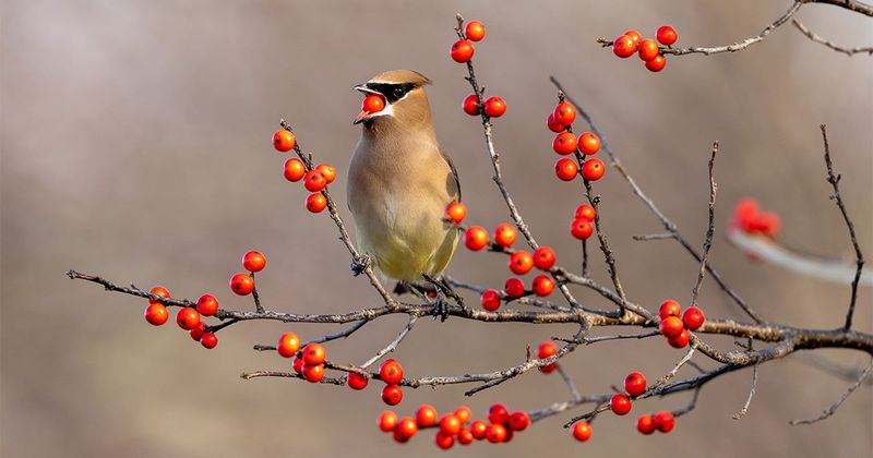 Berries