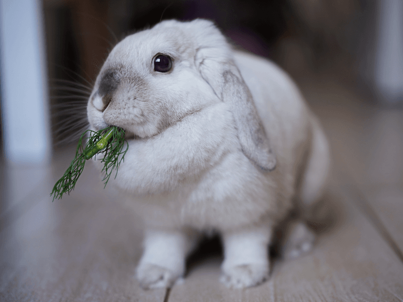 Fresh Herbs (Basil, Cilantro, Parsley)
