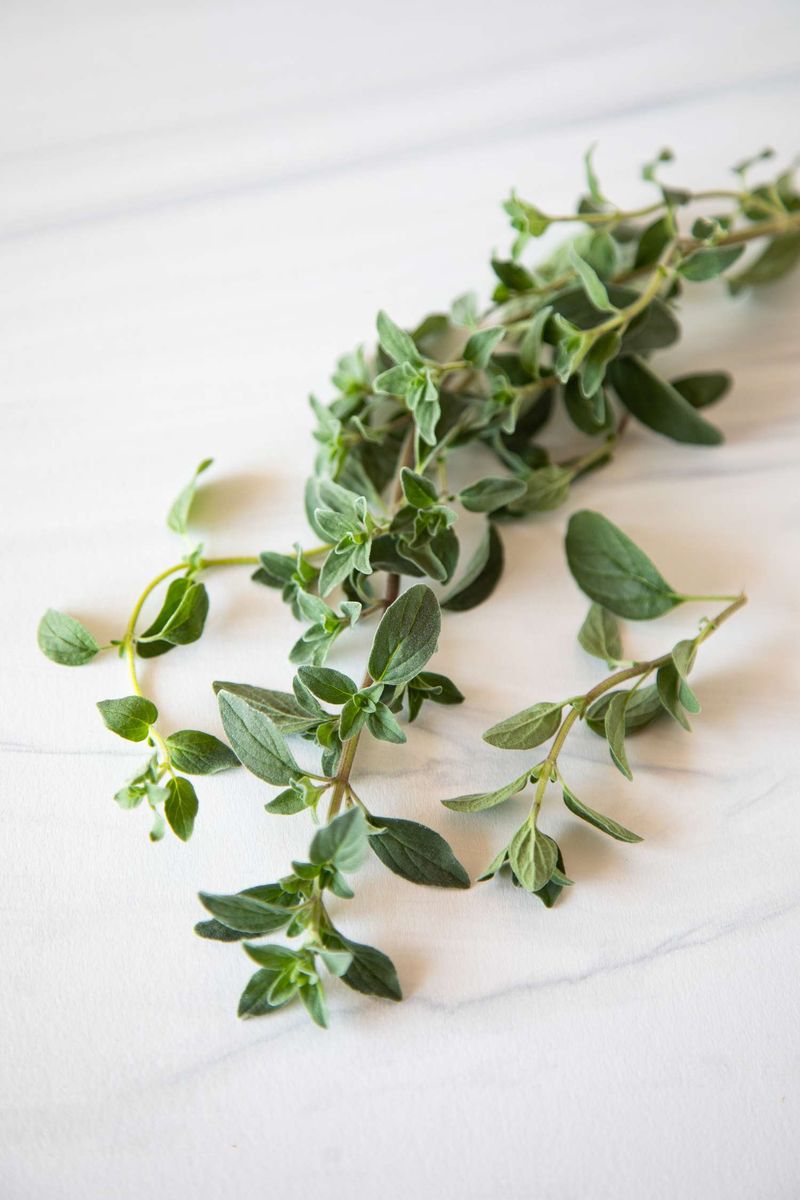 Oregano