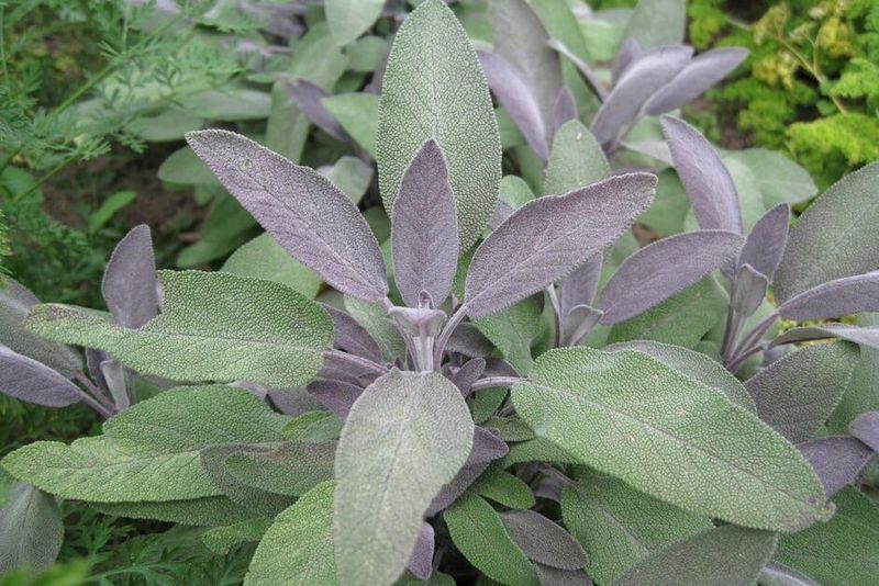 Sage
