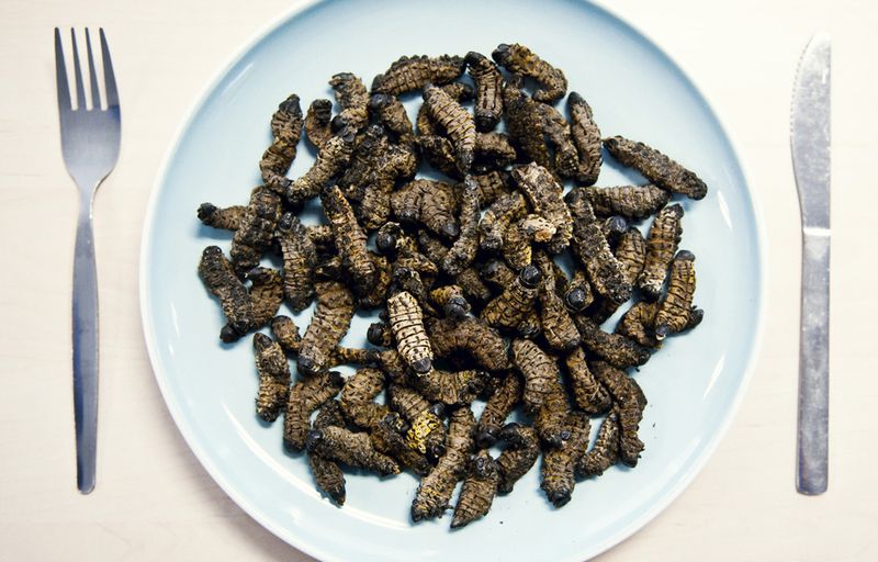 Stinkbugs – Edible Shield Bugs (Southern Africa)