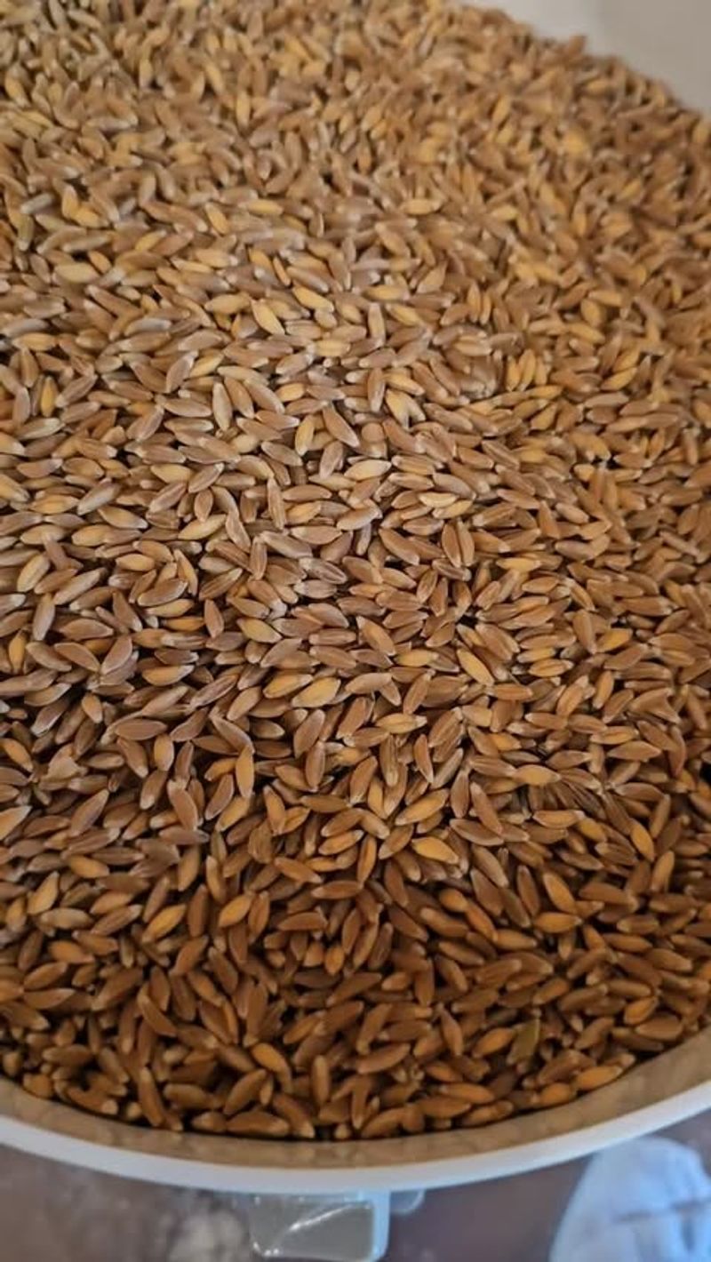 Emmer Wheat