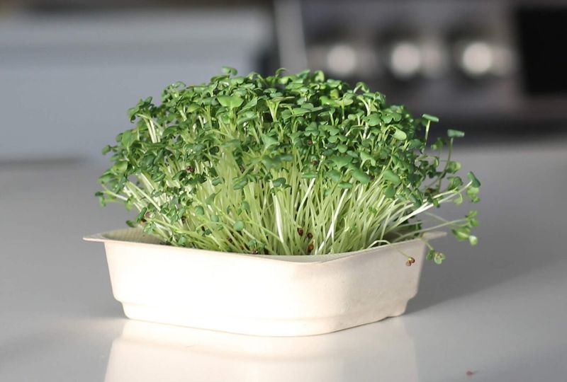 Microgreens