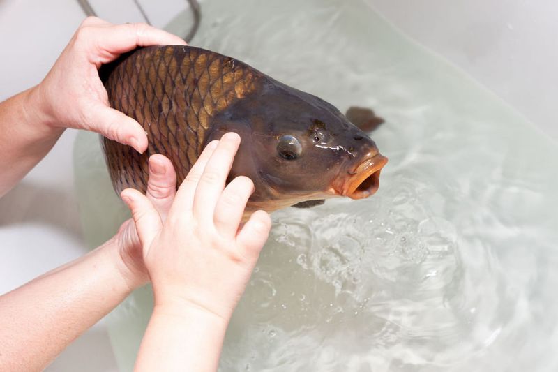 Czech Republic's Christmas Carp in the Bathtub