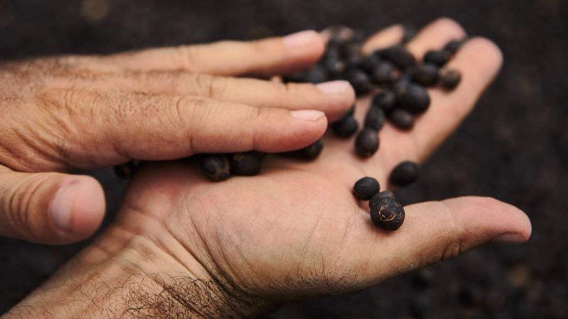 Black Ivory Coffee – Elephant-Processed Beans (Thailand)