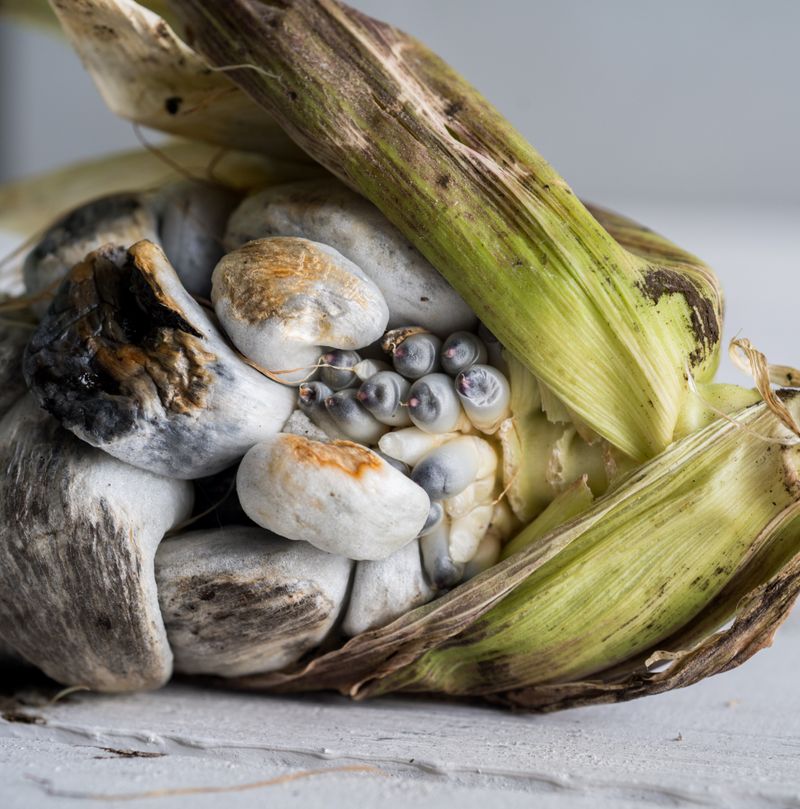 Hákarl... Actually: Huitlacoche – Corn Fungus (Mexico)