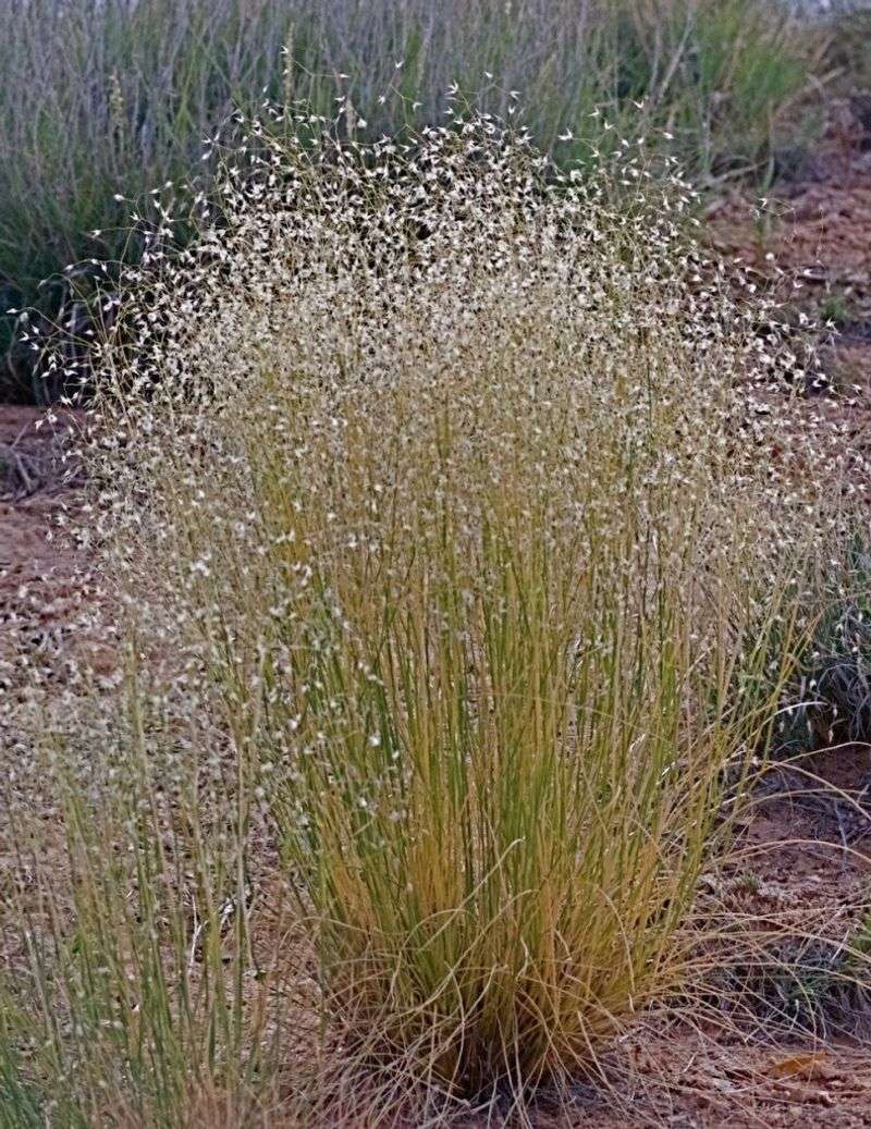 Montina (Indian Ricegrass)