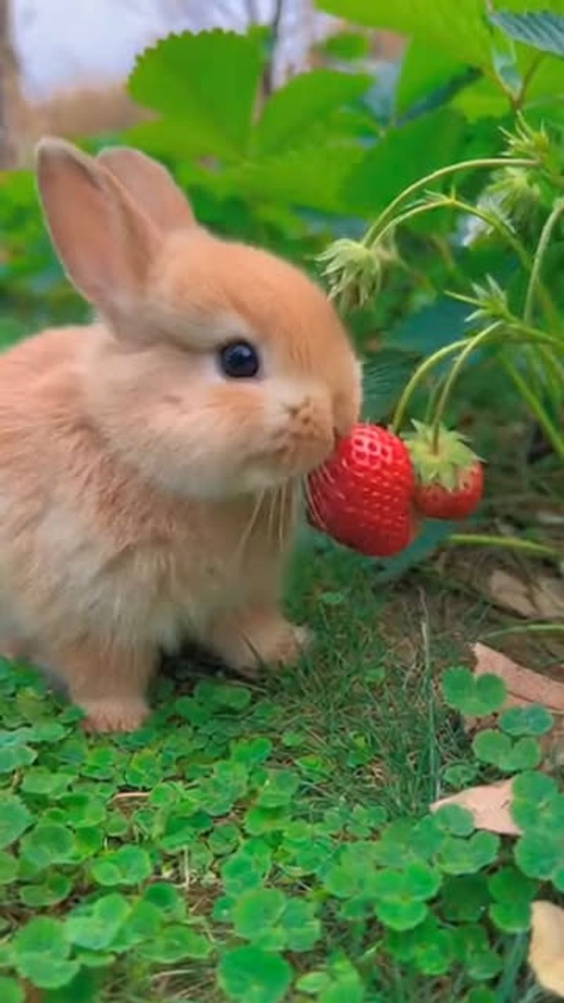 Strawberries