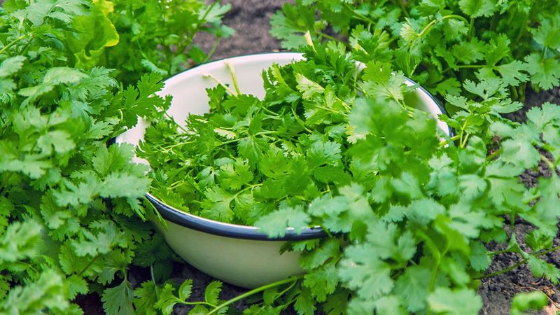 Cilantro