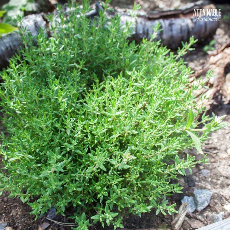 Thyme