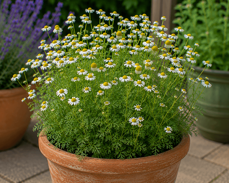 Chamomile