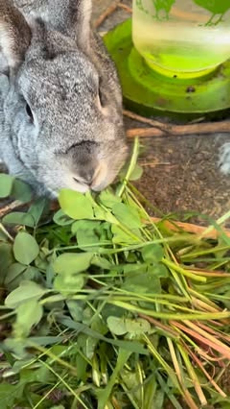 Dandelion Greens