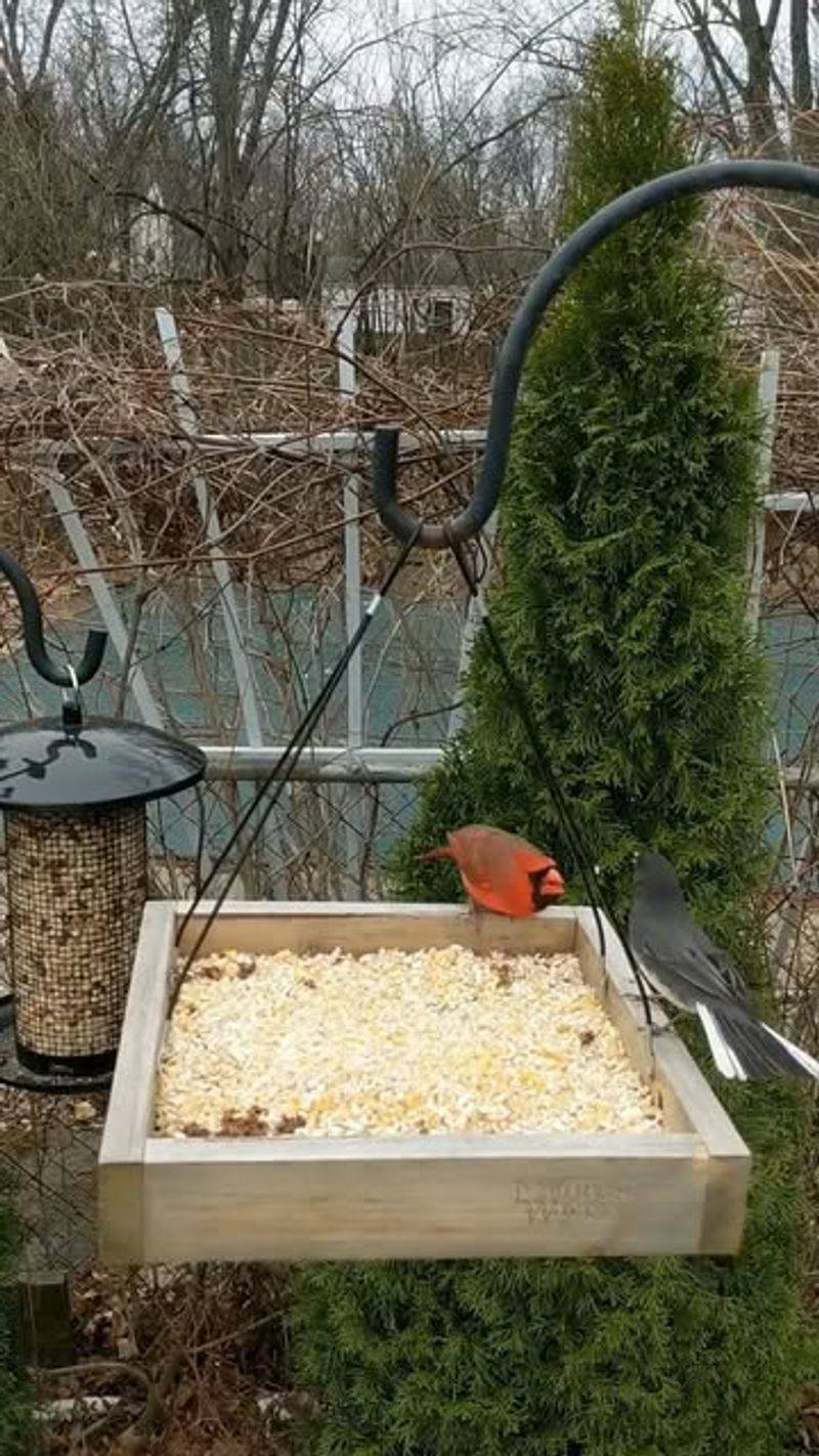 Corn