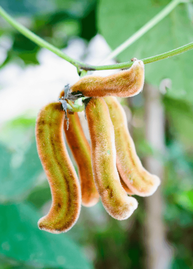 Velvet Bean