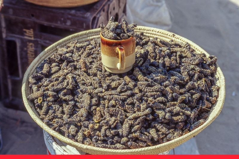 Mopane Worms – Dried Emperor Moth Caterpillars (Southern Africa)