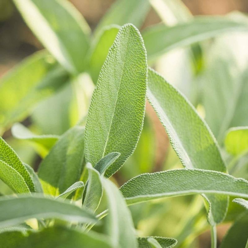 Sage