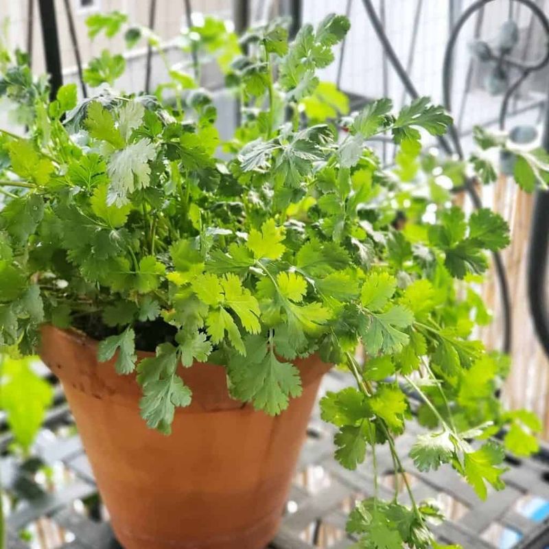 Cilantro