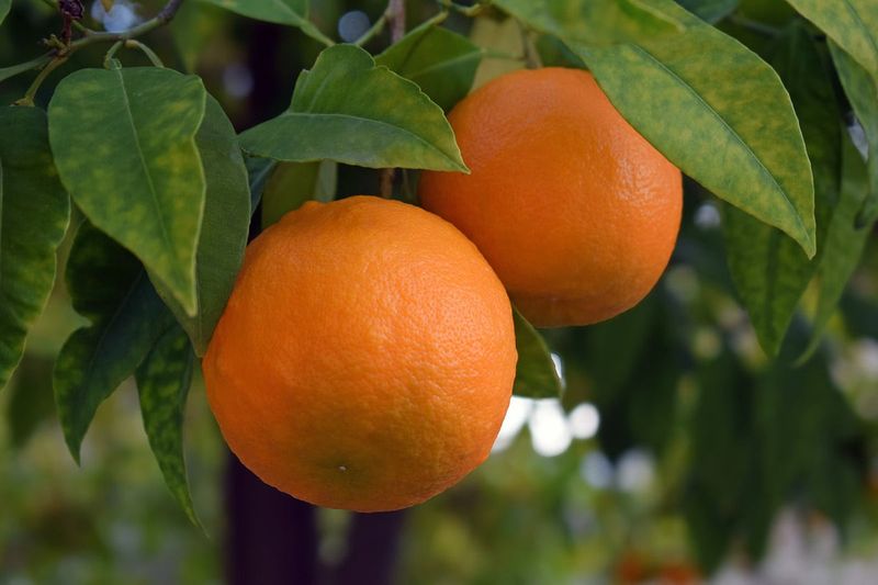 Oranges