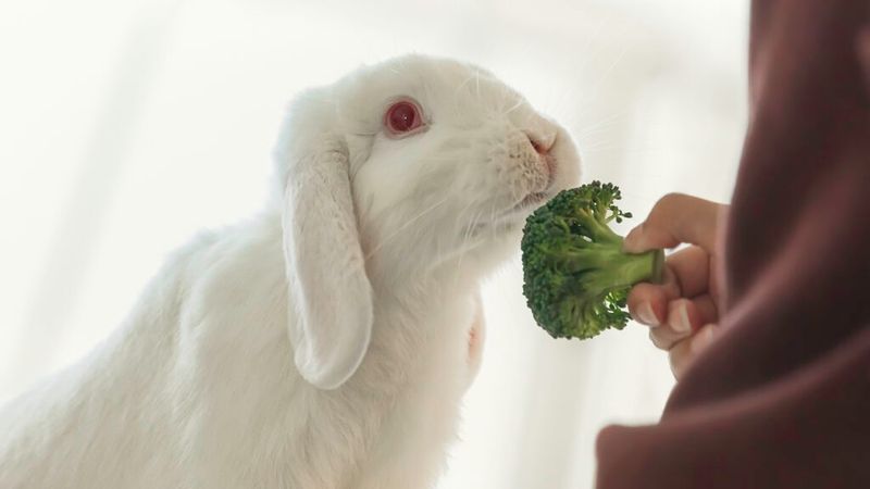 Broccoli Florets