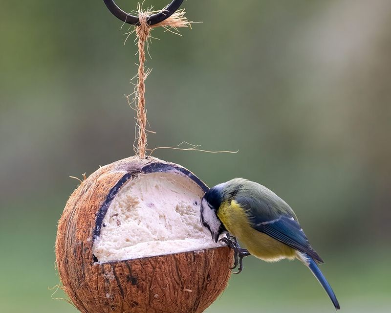 Coconut