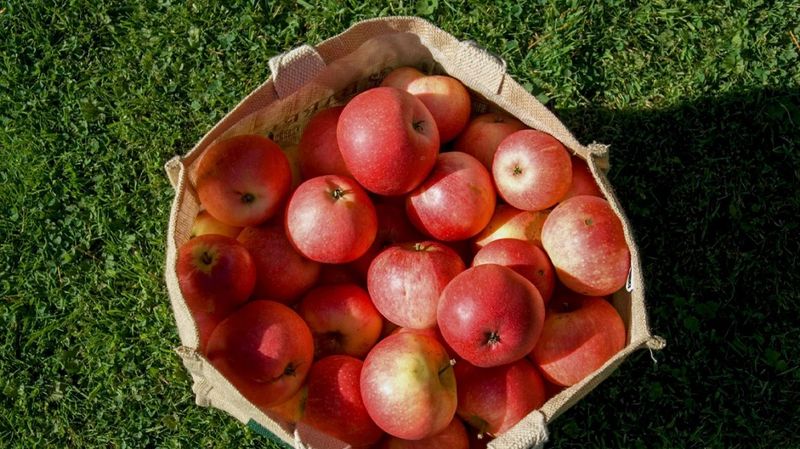 Apples