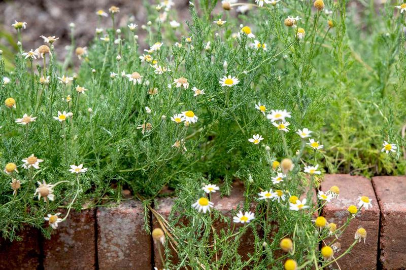 Chamomile