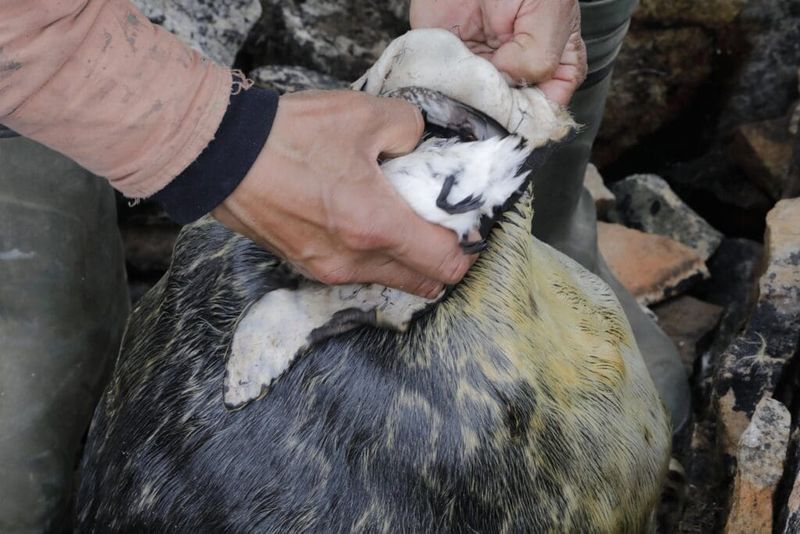 Kiviak – Fermented Seabirds (Greenland)