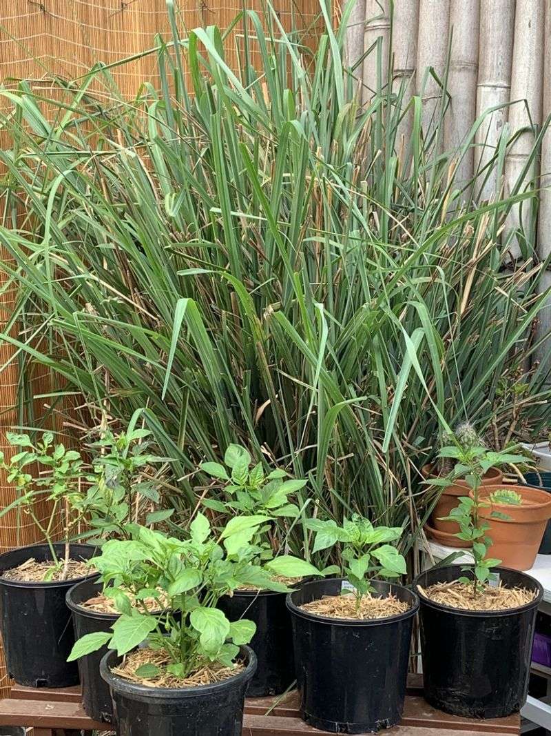 Lemongrass