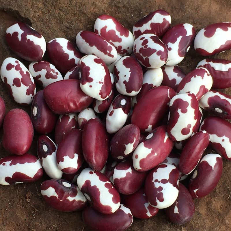 Anasazi Bean