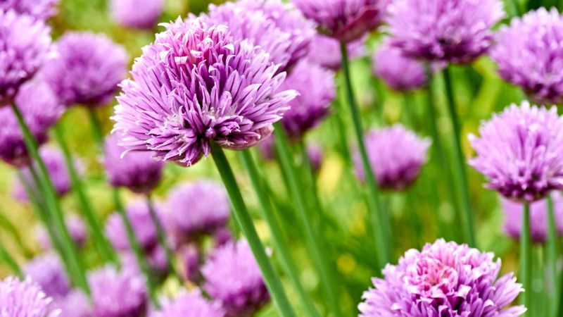 Chives