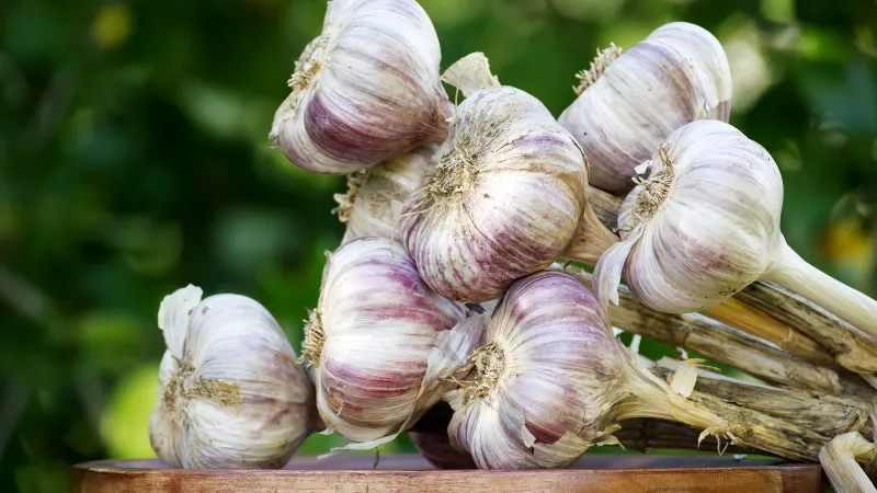 Garlic