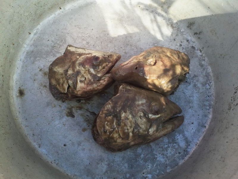Hákarl... Stinkhead – Fermented Fish Head (Alaska, USA)