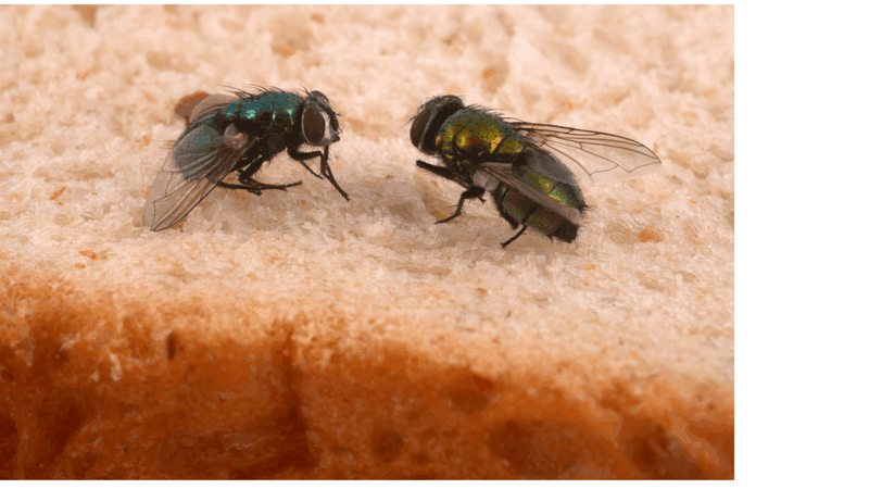 Bread Crumbs and Loose Grains