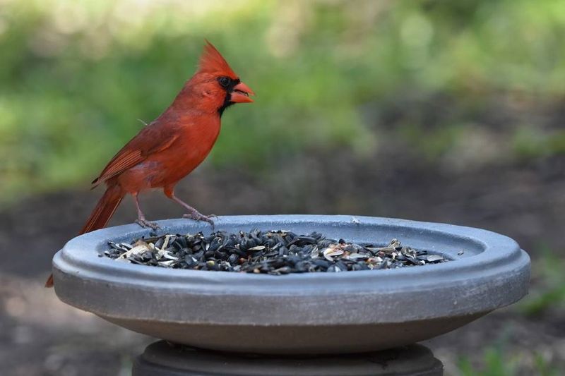Sunflower Seeds