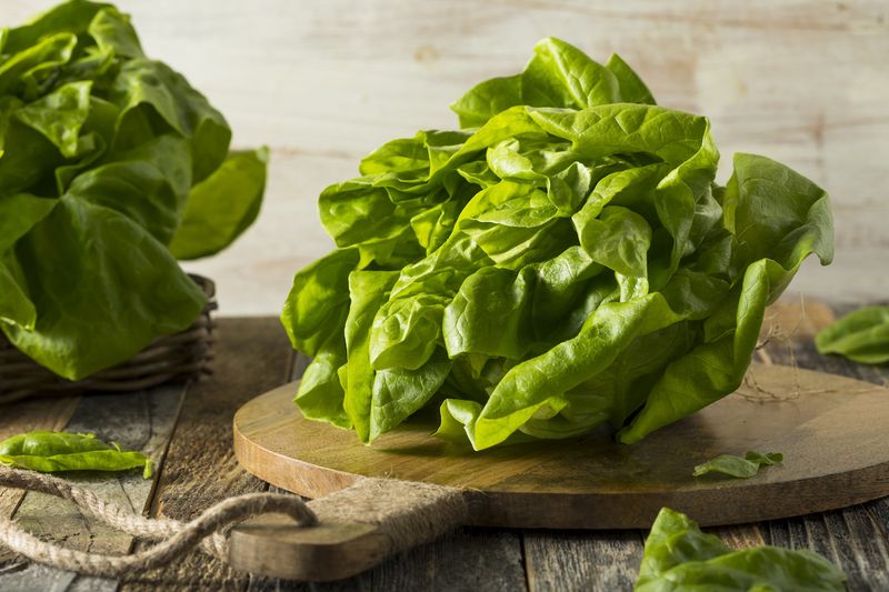 Butter Lettuce
