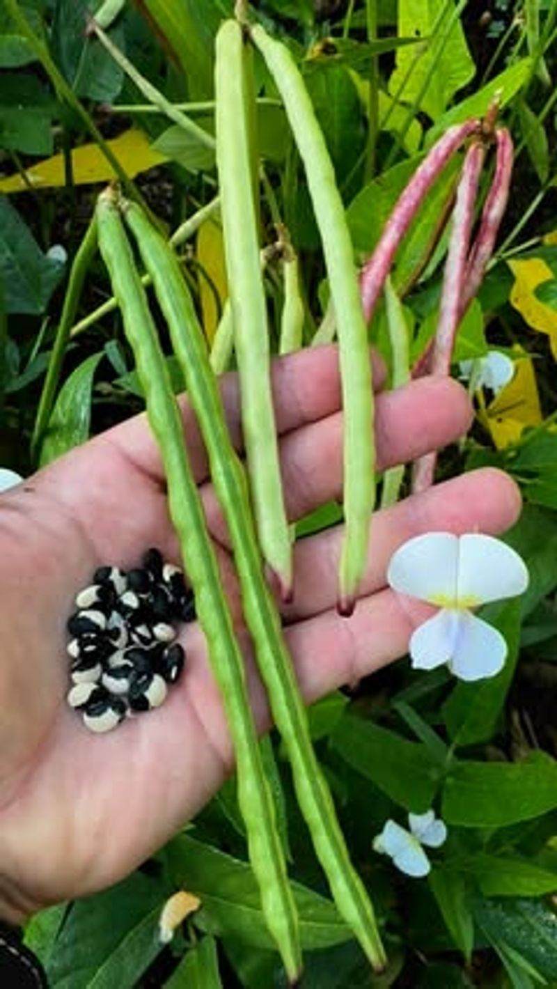 Cowpea (Black-Eyed Pea Relative)
