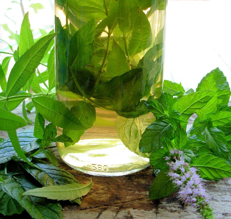 Lemon Verbena